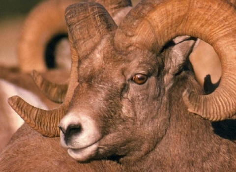 a brown desert bighorn sheep looks toward the camera, you can see the ridges in his large curled horns