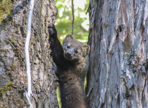 a fisher climbing a tree
