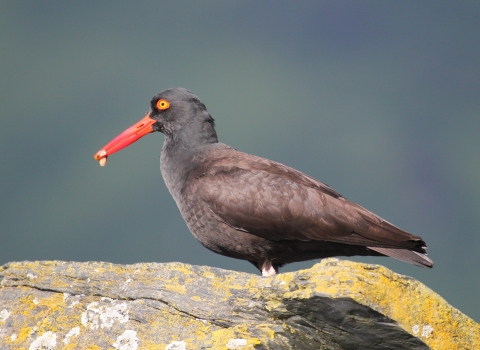 black oystercatcher on a rock