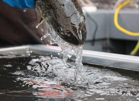 Close up photo of head and face of a lake trout