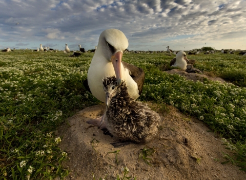 A white adult bird tends a smaller brown chick at Midway Atoll National Wildlife Refuge in the Pacific.