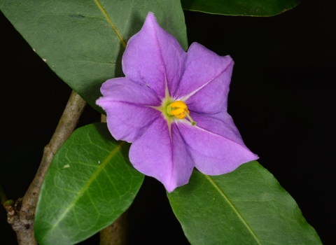 Five-petal, purple flower with a yellow center and three green leaves radiating from the base of the flower. 