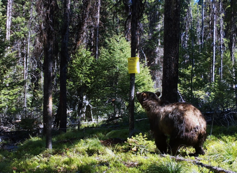 Grizzly bear visiting a hair snare site
