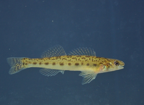 A pearl darter in water. The common name, pearl darter, is derived from iridescent patches on its gill covers resembling the coloration of a pearl.