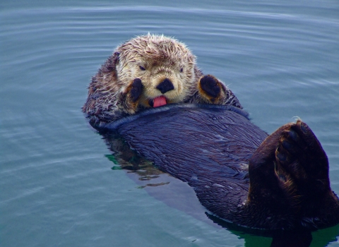 Sea otter laying on back in water, grooming its fur
