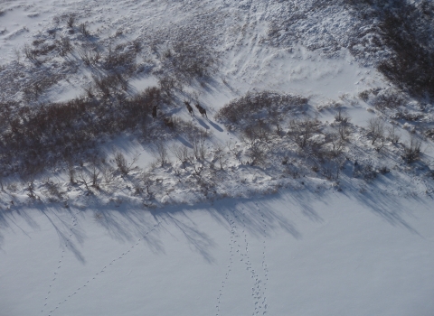 Moose from an airplane