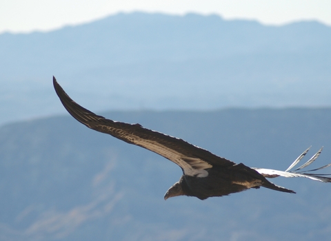 California condor soars over a canyon.