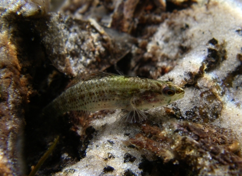 An Okaloosa darter hovers in clear stream water.