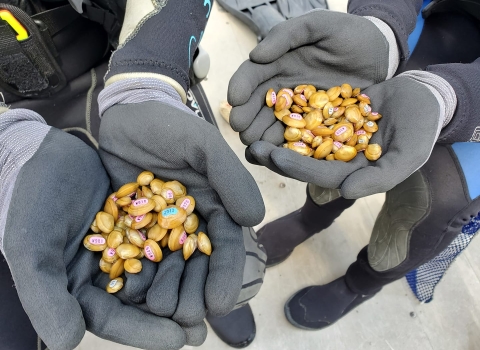 two sets of gloved hands hold dozens of small tagged mussels