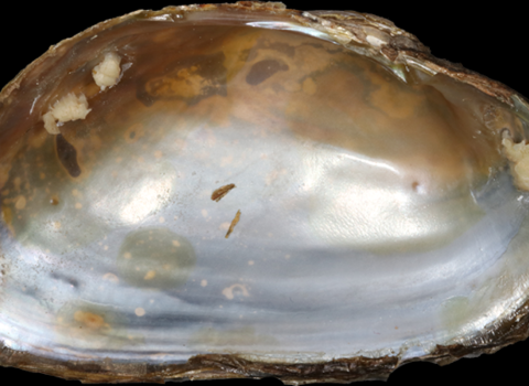 Uwharries Elktoe Inner Shell