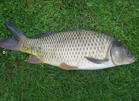 A brown fish with a thick head and small fins lying on grass