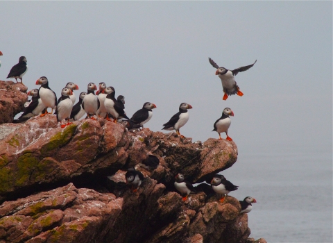 Gathering of Puffins on brown rock