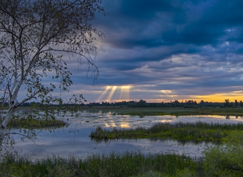 Wetland landscape during sunrise, with light shafts