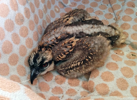 An osprey chick in a basket lined with a towel