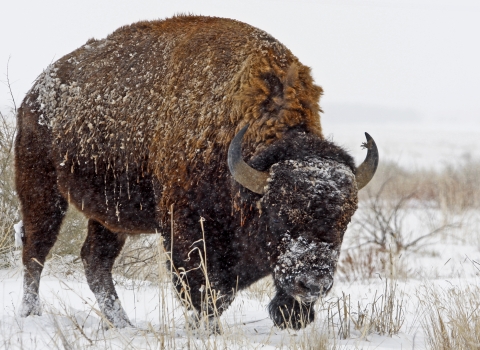 A big brown wooly animal with horns grazes in the snow at Rocky Mountain Arsenal National Wildlife Refuge outside of Denver.