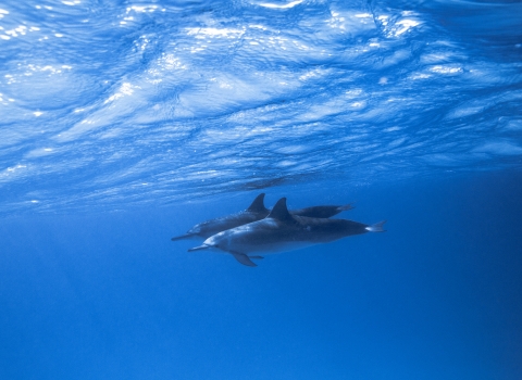A pair of dolphins (marine mammals with tails and flippers) cruise through blue waters.