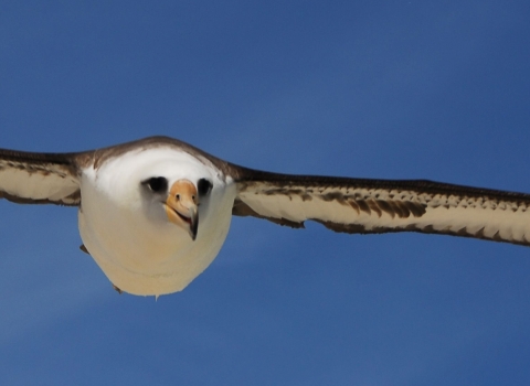 A large white bird soaring in blue sky with its long white-and-black wings spread the width of the photo