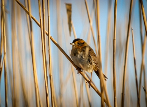 A saltmarsh sparrow perched on a reed