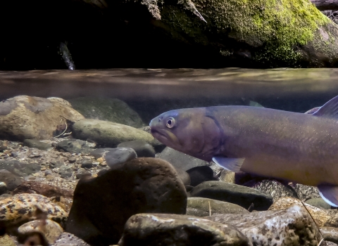 The photo view is split between above and below water. Above, there is a jumble of downed trees, boulders, and moss. Below, floating above the rocky bottom, is a fish in profile.