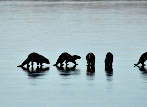 Six river otters walk out on the frozen surface of a river in winter at Seedskadee National Wildlife Refuge in Wyoming.