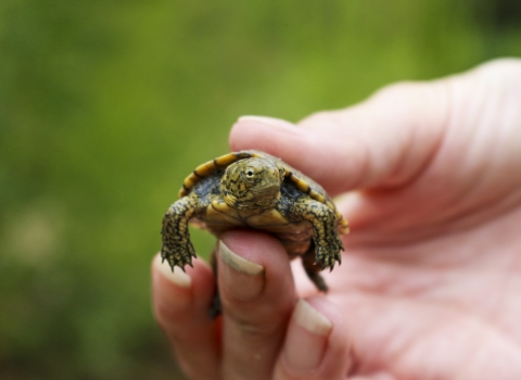A small turtle being held in a person's hand