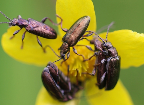 beetles on buttercup