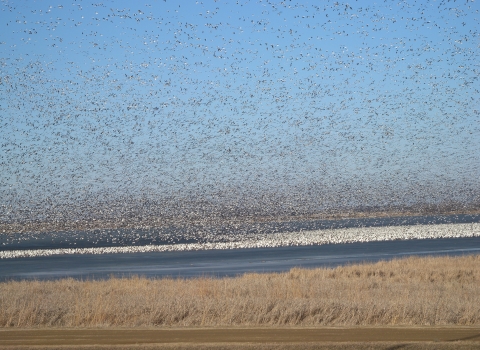 large flock of snow geese
