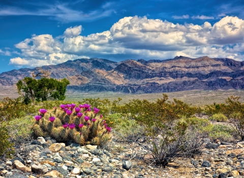 Hedgehog Cactus blooming with mountains in distance