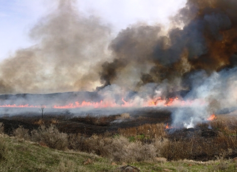 Smoke from a prescribed fire enters the sky.