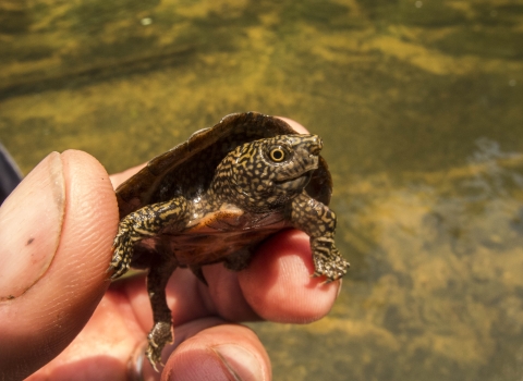 Baby flattened musk turtle being held. Its the size of the persons thumb.