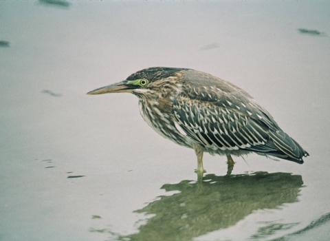 Green-backed heron