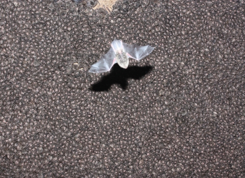 In the foreground is a bat in flight in front of a tightly-clustered group of hibernating bats