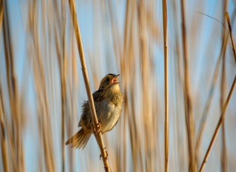 Small brown bird perched in tall marsh grass singing