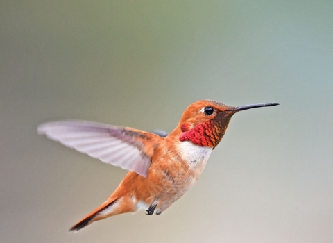 Rufous hummingbird flying