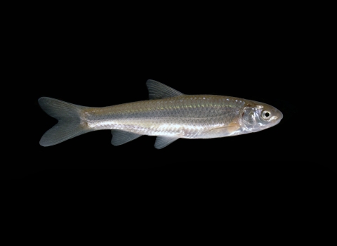 a silver fish on a black background