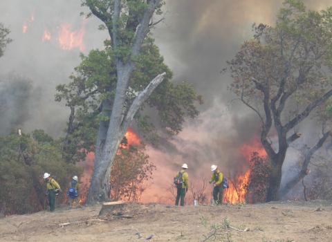 4 firefighters amid smoke, fire, trees