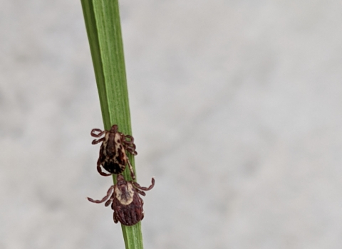 2 ticks on a blade of grass