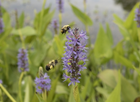 Two bees collect pollen from purple florets. 