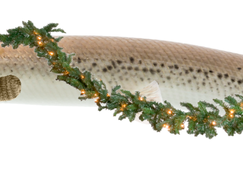 Alligator gar fish is decorated with garland and red hat