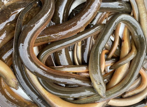 Non-native Swamp eels (Monopterus albus) collected during the Fall 2022 Fish Slam, Miami Florida