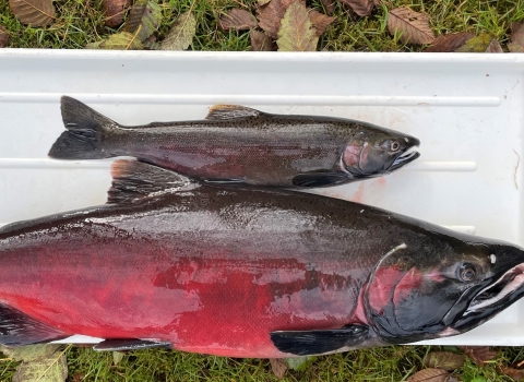 Image of two male coho salmon on a tray. The top is a 18 month old "jack" coho and the lower is a 36 month old.
