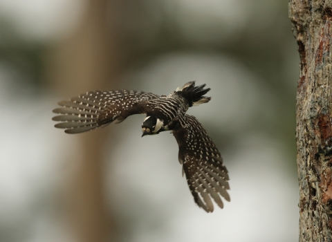 a bird flies away from the trunk of a tree