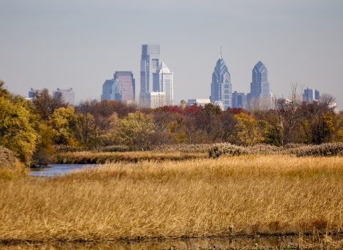 Looking out from golden marshes toward a city skyline