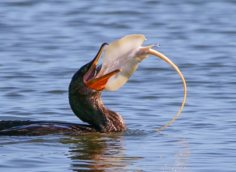 Brown cormorant floating in blue water has a pinkish-white stingray in its bill
