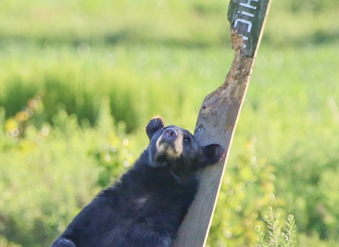 Black bear pushing up against a leaning, heavily chewed and scratched wooden street sign