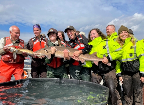 A group of people hold a large fish over a tank of water