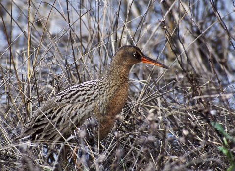 A brown and white marsh bird with a long orange bill.