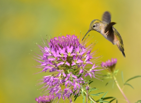 adult female broad-tailed hummingbird nectars on Rocky Mountain beeplant at Seedskadee NWR