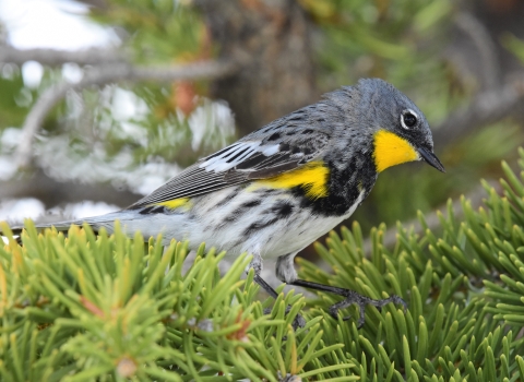 close-up shot of a yellow-rumped warbler
