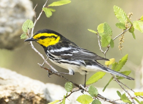 Golden-cheeked warbler at Guadalupe River State Park. Endangered/threatened species